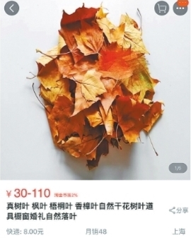 200片枫叶网上售卖上百元 专家:当心里面有虫卵