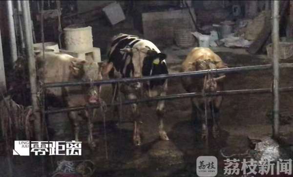 宰牛作坊给活牛注水:12小时注水120斤 牛流泪下跪