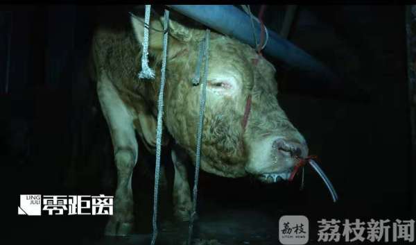 宰牛作坊给活牛注水:12小时注水120斤 牛流泪下跪